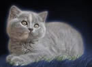 British  Blue Shorthairs