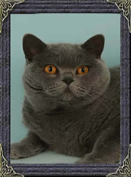 British Shorthair Blues