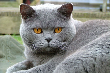 British Shorthairs